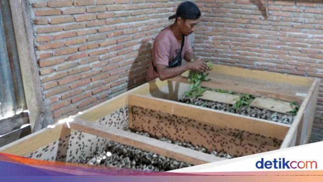 Pengusaha Jangkrik Kesulitan Memenuhi Demam Pasar yang Menghasilkan Jutaan Rupiah Setiap Bulan